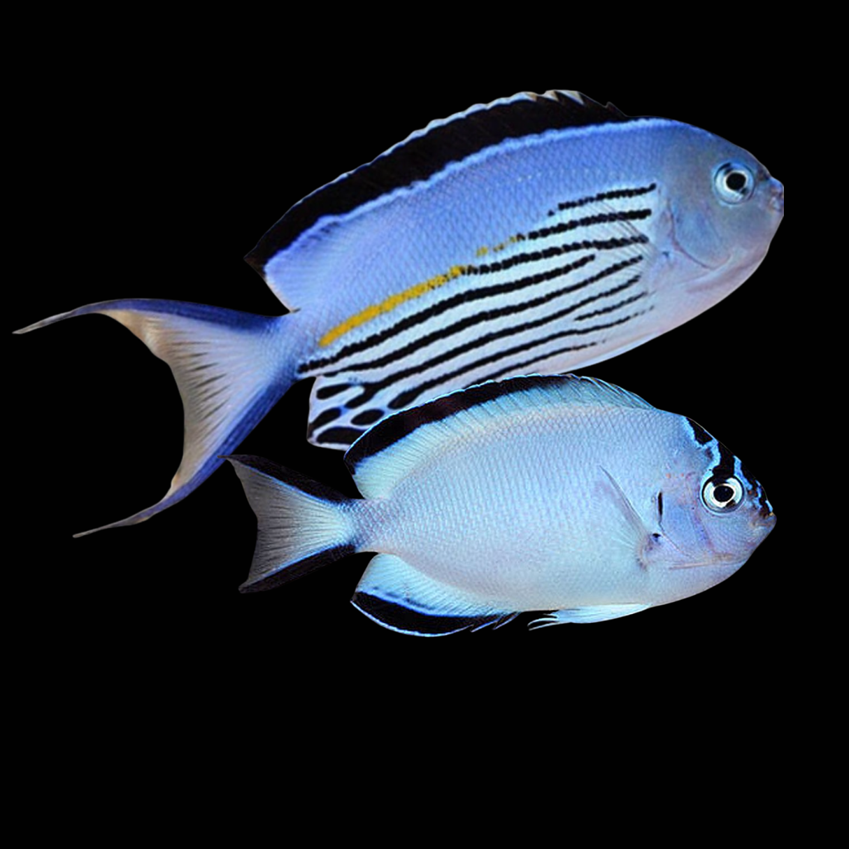 Watanabei Angel (Pair)